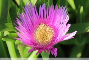 Datça Mesudiye Köyü Ovabükü